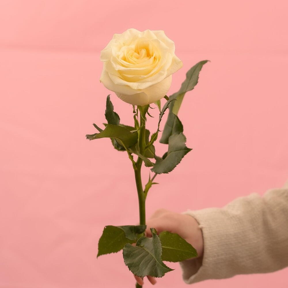 Gallery Preview